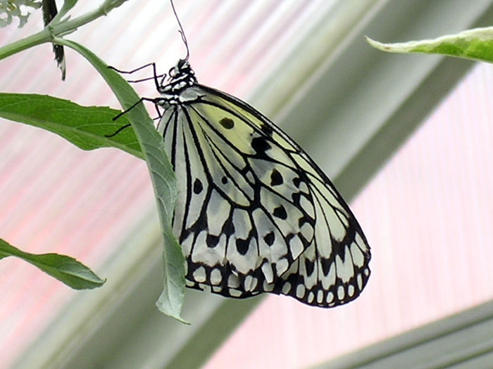 0607MACKbttrfly01
