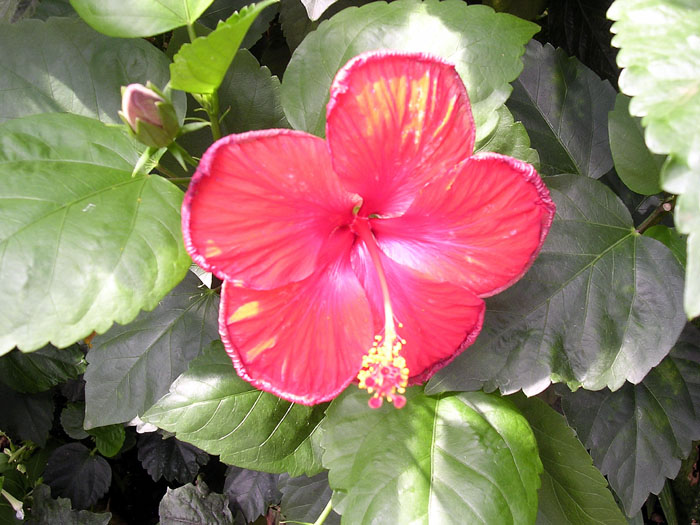 0607MACKflower01