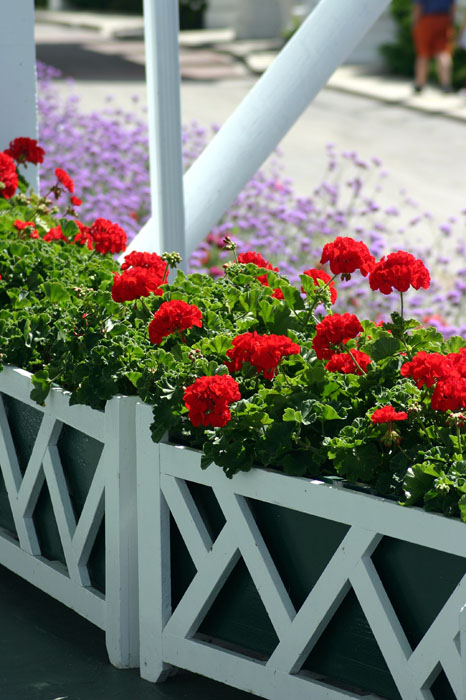 0607MACKflower04