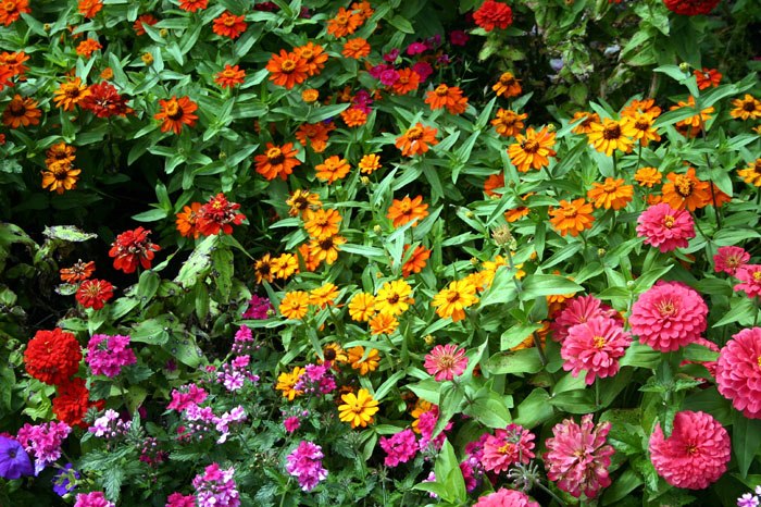 0607MACKflower07