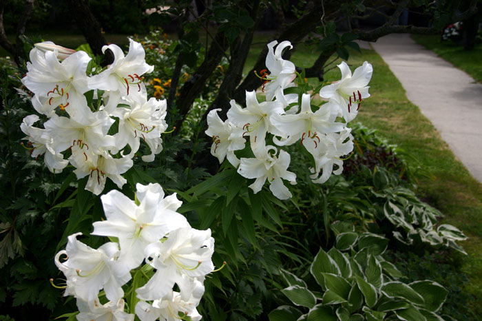 0607MACKflower08