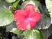 0607MACKflower01