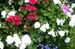 0607MACKflower09